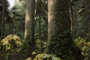 TONGASS FOREST